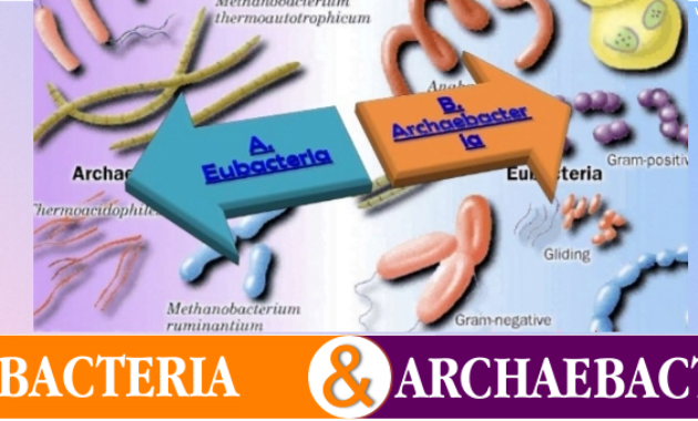Read more about the article √ Perbedaan Archaebacteria dan Eubacteria
