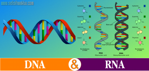 Perbedaan Antara DNA dan RNA
